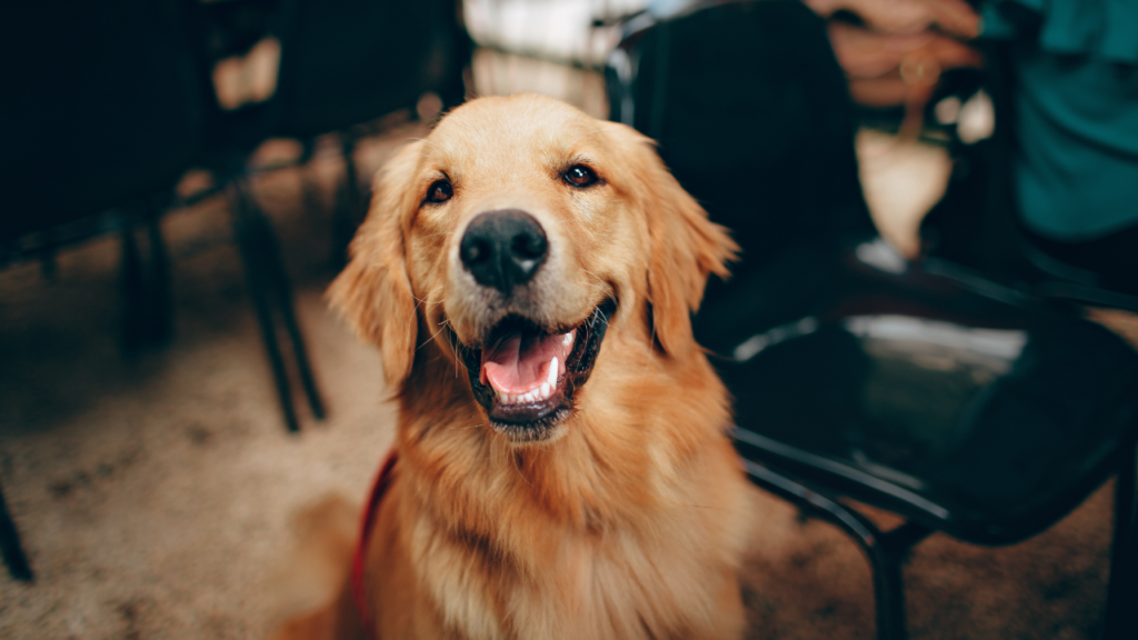 Can Dogs Eat Strawberries? Health Benefits and Risks for Your Furry Friend